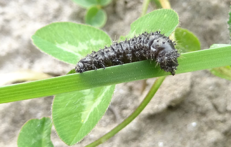 cfr. : Galeruca tanaceti - Chrysomelidae